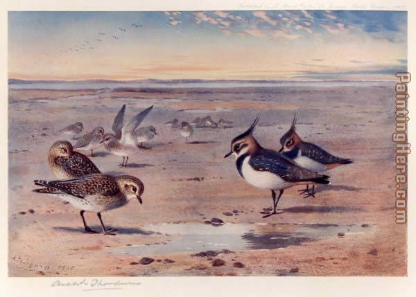 Archibald Thorburn Lapwing and Golden Plover